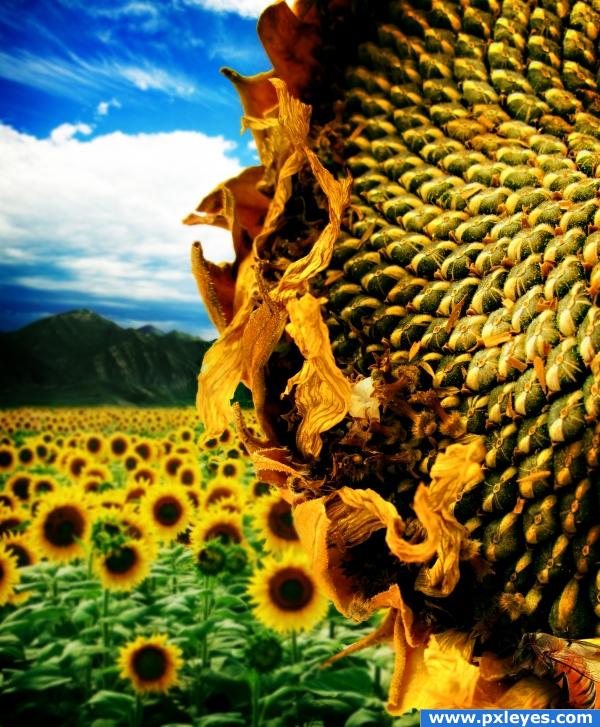 The Sunflower Field